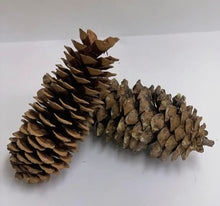 Load image into Gallery viewer, Extra Large Sugar Pine Cones
