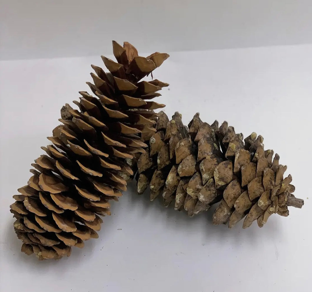 Extra Large Sugar Pine Cones