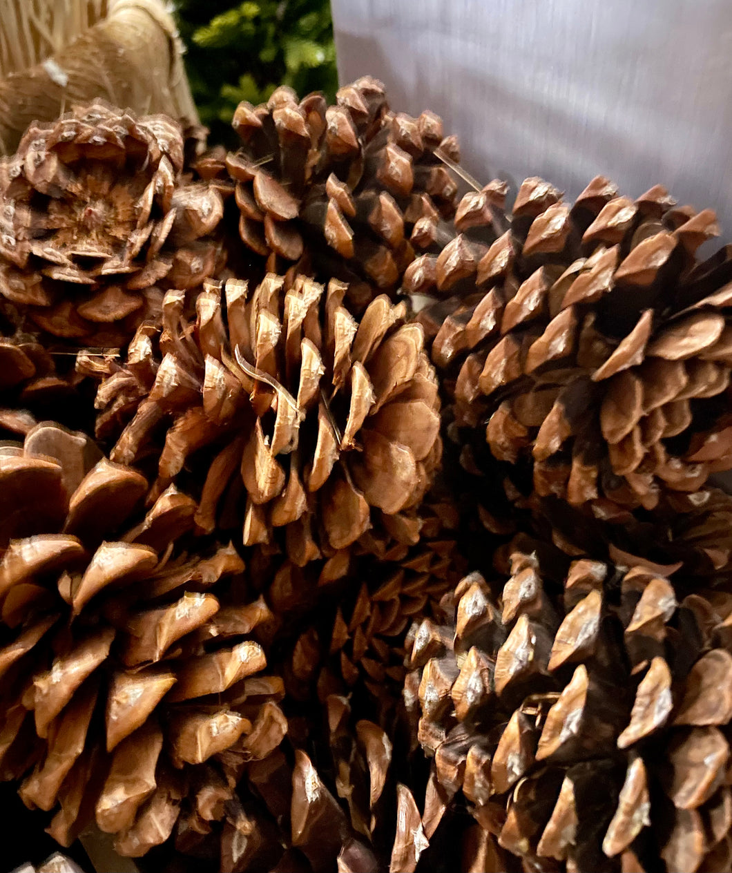 Medium Size Pine Cones