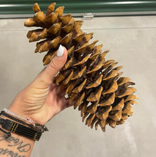 Load image into Gallery viewer, Extra Large Sugar Pine Cones
