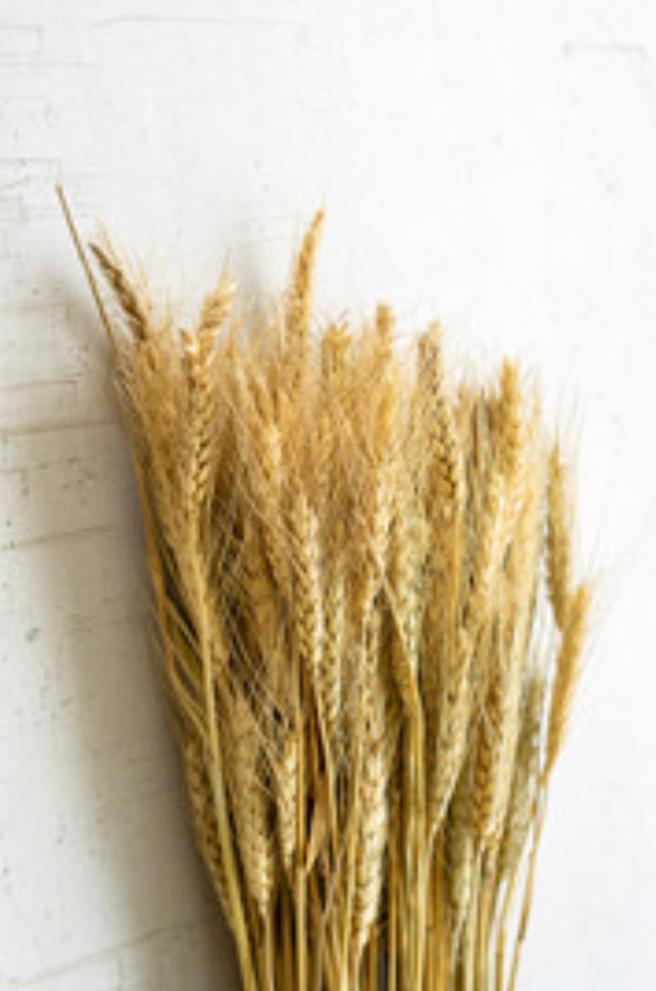 Natural Wheat Stem